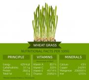 Benefits of Wheatgrass Juice